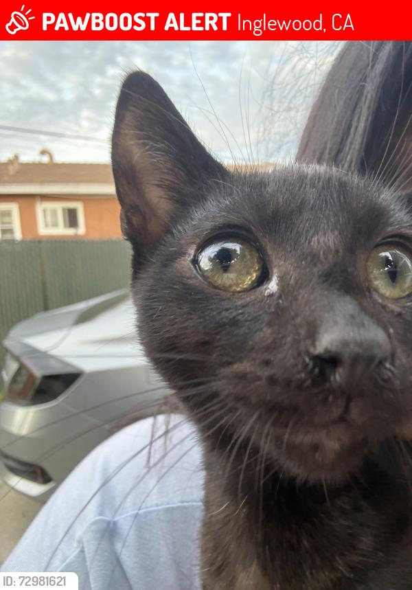 Lost Female Cat last seen 106th and Freeman, Inglewood, CA 90304