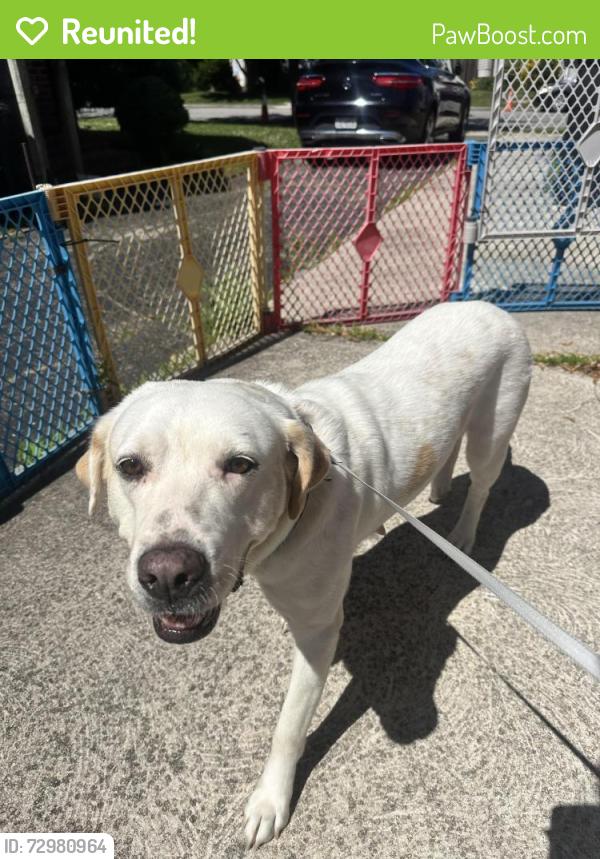 Reunited Female Dog last seen Merrick road, Baldwin, NY 11510