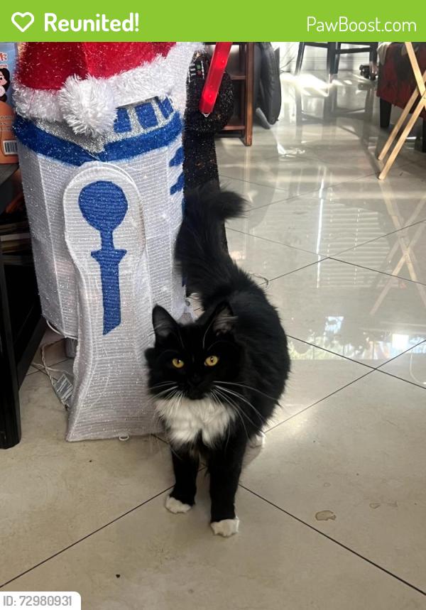 Reunited Female Cat last seen Lauramore Ct. and E Lincoln Loop, Fontana, CA 92336
