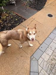 Found/Stray Female Dog last seen Lynch And McNair, Fremont Park, St. Louis, MO 63118