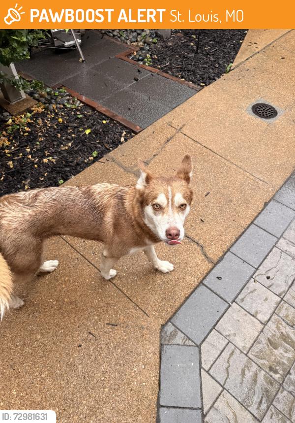 Found/Stray Female Dog last seen Lynch And McNair, Fremont Park, St. Louis, MO 63118