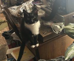 Lost Female Cat last seen Summersong Drive and Starsong Drive. Windsong Manufactured Home Community on Lynhurst Drive, Indianapolis., Indianapolis, IN 46241