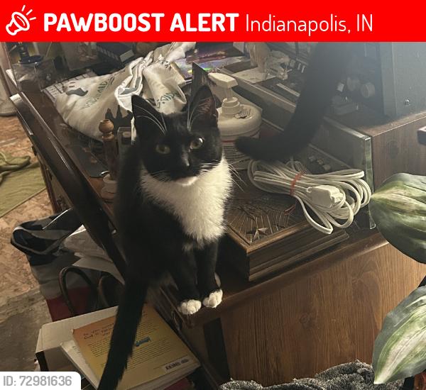 Lost Female Cat last seen Summersong Drive and Starsong Drive. Windsong Manufactured Home Community on Lynhurst Drive, Indianapolis., Indianapolis, IN 46241