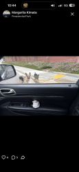 Reunited Male Dog last seen Via Vista Dr & Alessandro Blvd, Riverside, CA 92506, USA, Riverside, CA 92506