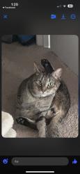 Lost Male Cat last seen Last seen outside, Lawndale, NC 28090