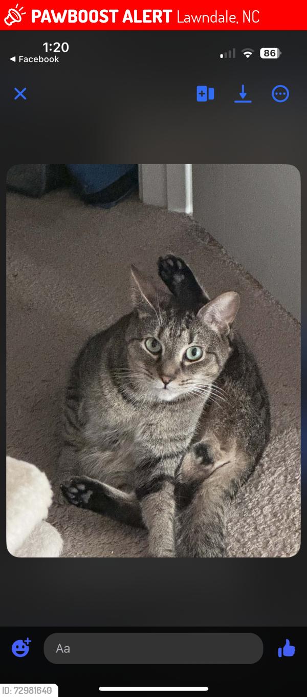 Lost Male Cat last seen Last seen outside, Lawndale, NC 28090