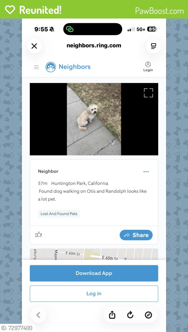 Reunited Male Dog last seen Florence & Vinevale, Bell, CA 90201