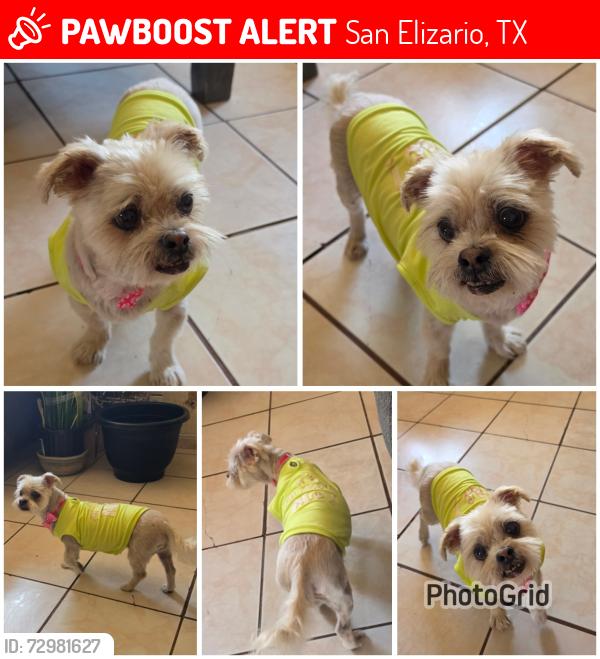Lost Female Dog last seen on Borrego Rd. Between Los Tules Dr and Piedras negras Dr, San Elizario, TX 79849