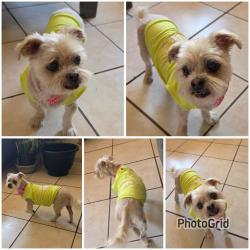 Lost Female Dog last seen on Borrego Rd. Between Los Tules Dr and Piedras negras Dr, San Elizario, TX 79849