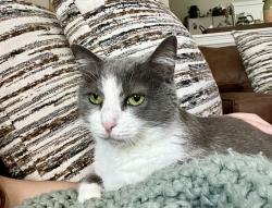 Lost Female Cat last seen Hidden Forest Drive, Montevallo, AL 35115