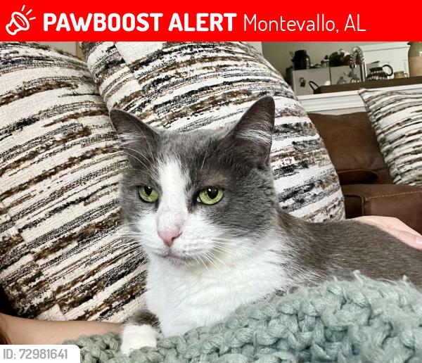 Lost Female Cat last seen Hidden Forest Drive, Montevallo, AL 35115