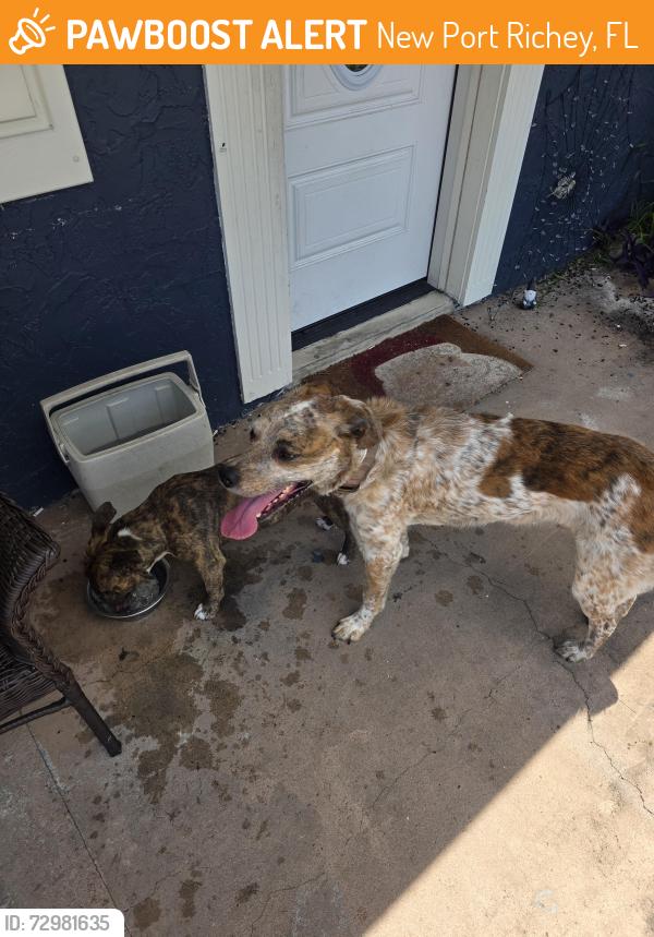 Found/Stray Female Dog last seen Fox hollow andsandstone, New Port Richey, FL 34653