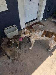 Found/Stray Female Dog last seen Fox hollow andsandstone, New Port Richey, FL 34653