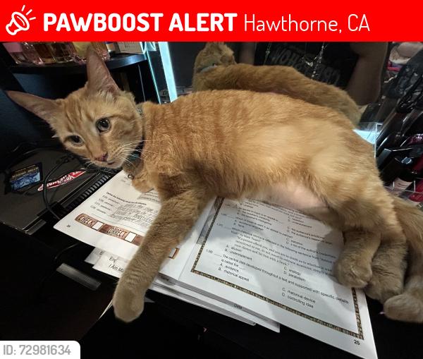 Lost Female Cat last seen truro and Broadway in the city of Hawthorne behind Eucalyptus elementary, Hawthorne, CA 90250