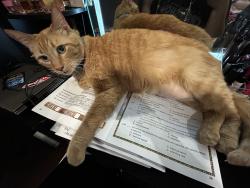 Lost Female Cat last seen truro and Broadway in the city of Hawthorne behind Eucalyptus elementary, Hawthorne, CA 90250