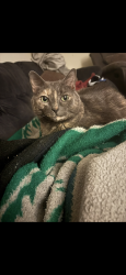 Lost Female Cat last seen Buckingham Place near Kings Circle, Newark, DE 19702