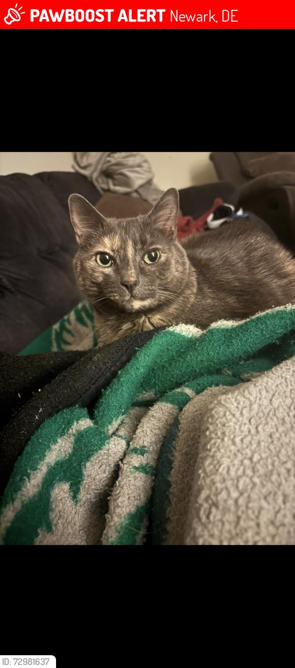 Lost Female Cat last seen Buckingham Place near Kings Circle, Newark, DE 19702