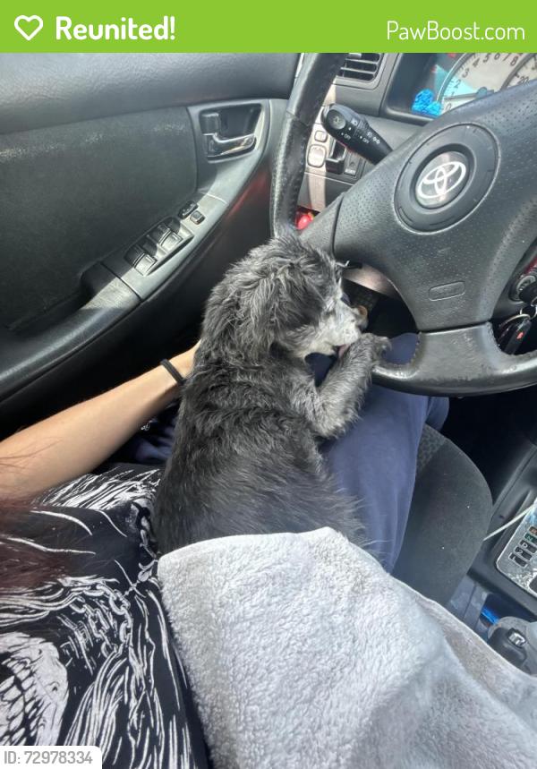 Reunited Male Dog last seen Olive st , riverside ave , pepper ave , Colton, CA 92324