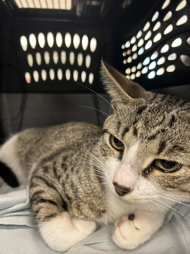 Shelter Stray Male Cat last seen Good Hope Road, VIRGINIA BEACH, VA, 23452, 341 S Birdneck Rd, Virginia Beach, VA 23451, USA