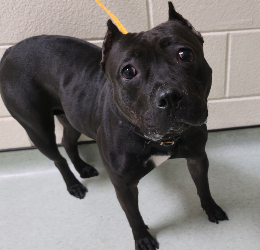 Shelter Stray Female Dog last seen Watermark Apartments, North Chesterfield, VA, 23234, 9300 Public Works Rd, Chesterfield, VA 23832, USA