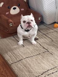 Lost Male Dog last seen Tranbarger rd, Churchill TN, Church Hill, TN 37642