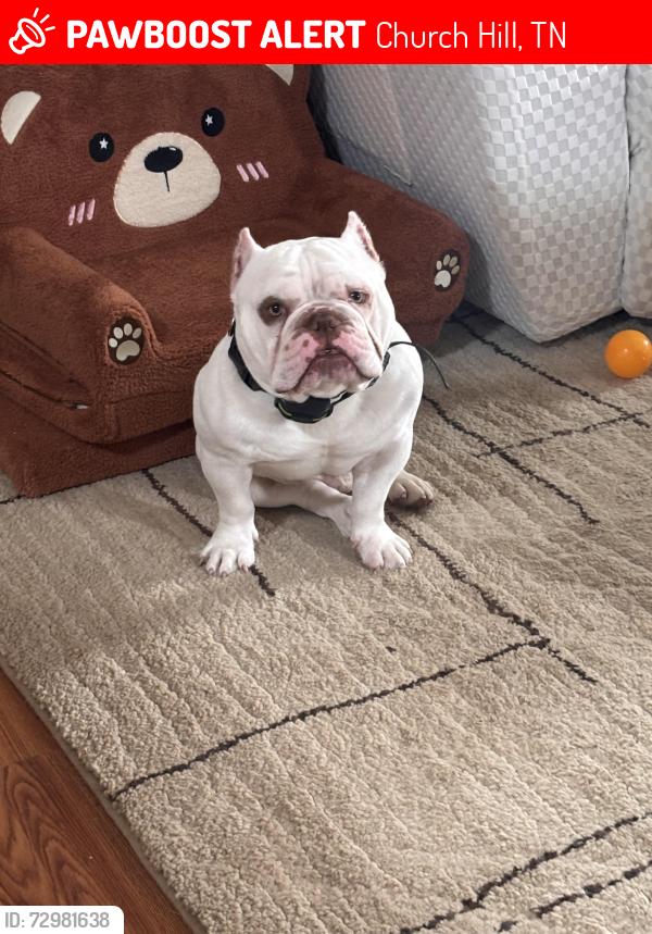 Lost Male Dog last seen Tranbarger rd, Churchill TN, Church Hill, TN 37642