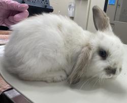 Shelter Stray Female Rabbit last seen Near Cynthia Lake, El Cajon, CA, 92019, El Cajon, CA 92020, USA