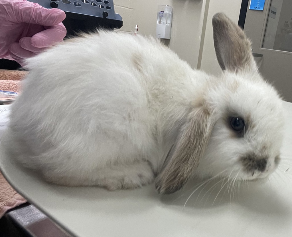 Shelter Stray Female Rabbit last seen Near Cynthia Lake, El Cajon, CA, 92019, El Cajon, CA 92020, USA