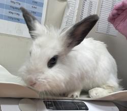 Shelter Stray Female Rabbit last seen Near Cynthia Lake, El Cajon, CA, 92019, El Cajon, CA 92020, USA