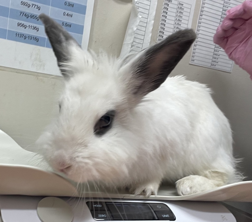 Shelter Stray Female Rabbit last seen Near Cynthia Lake, El Cajon, CA, 92019, El Cajon, CA 92020, USA
