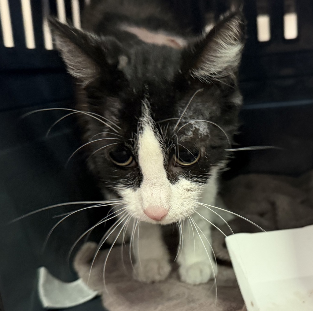 Shelter Stray Female Cat last seen Near 49th Street, San Diego, CA, 92105, 5500 Gaines St, San Diego, CA 92110, USA