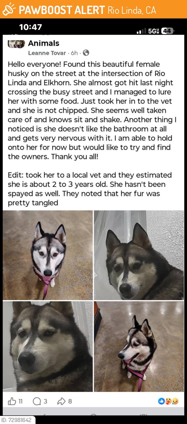 Found/Stray Female Dog last seen Rio Linda blvd and elkhorn blvd , Rio Linda, CA 95673