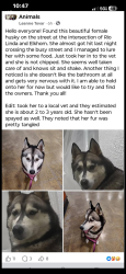 Found/Stray Female Dog last seen Rio Linda blvd and elkhorn blvd , Rio Linda, CA 95673