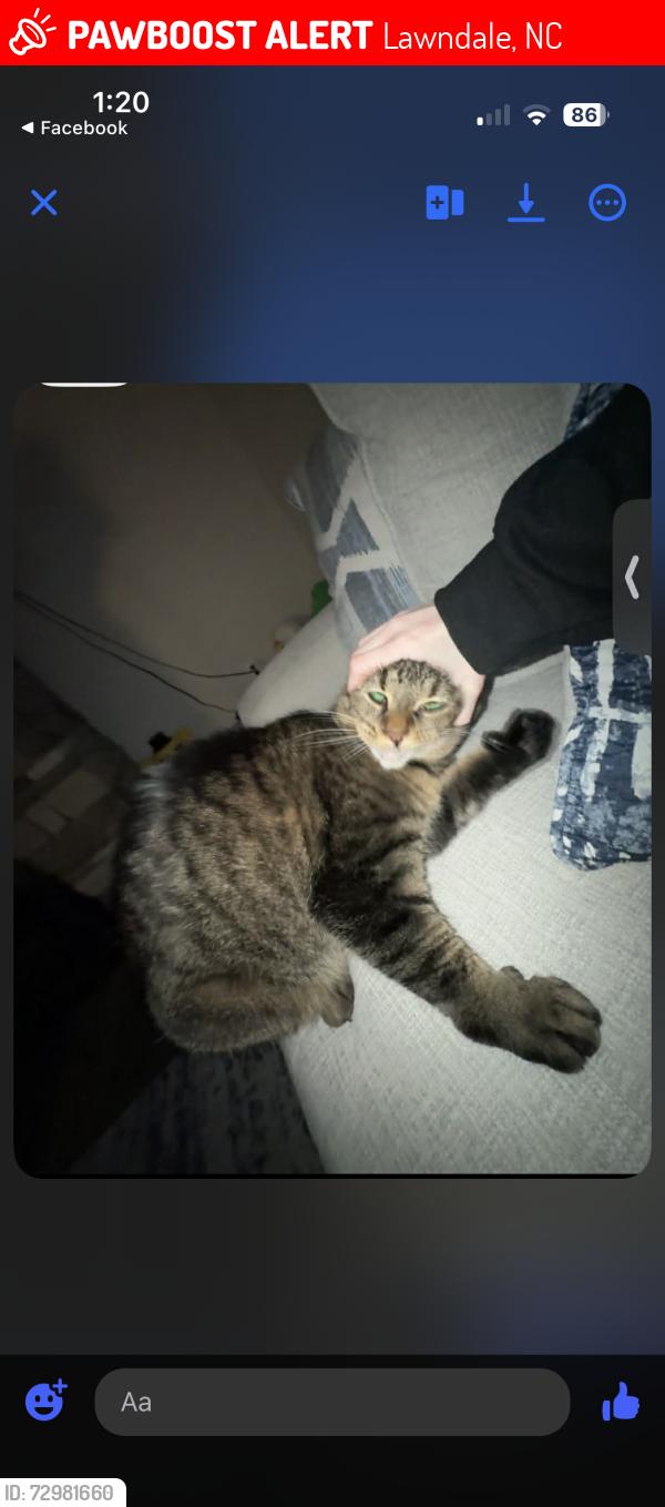 Lost Female Cat last seen Last seen outside, Lawndale, NC 28090