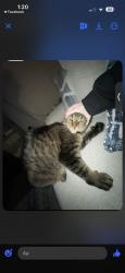 Lost Female Cat last seen Last seen outside, Lawndale, NC 28090
