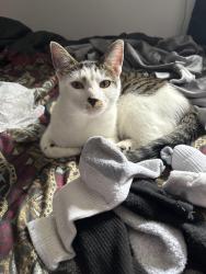 Lost Male Cat last seen family dollar, Providence, RI 02904