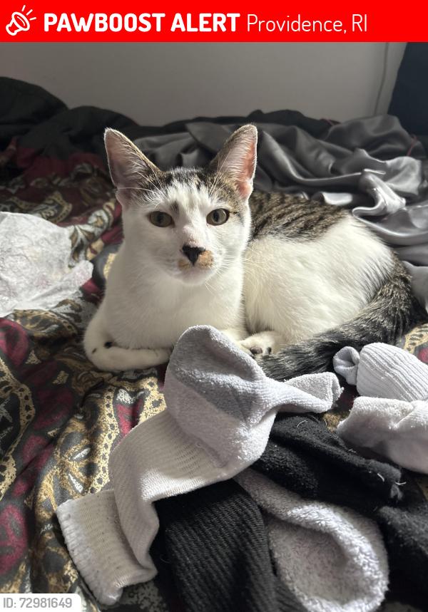 Lost Male Cat last seen family dollar, Providence, RI 02904