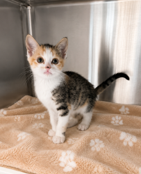Shelter Stray Female Cat last seen Near Holly Street, LAFAYETTE, LA, 70501, 410 Dugas Rd, Lafayette, LA 70507, USA