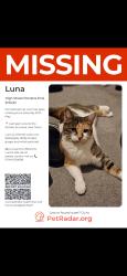 Lost Female Cat last seen Tesco ponders end car park, Ponders End, England EN3