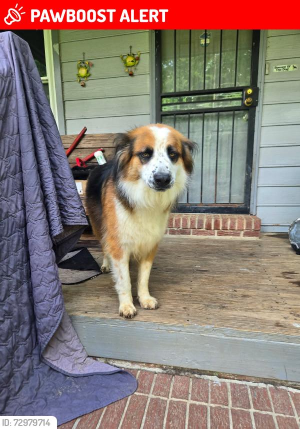 Lost Female Dog last seen Wasatch and willamette, Colorado Springs, CO 80903
