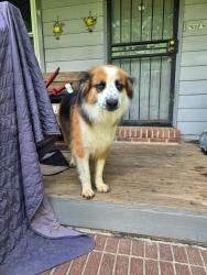 Lost Female Dog last seen Wasatch and willamette, Colorado Springs, CO 80903