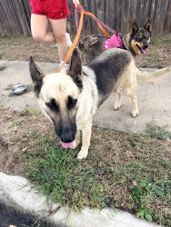 Reunited Unknown Dog last seen Shadow creek neighborhood , Buda, TX 78610
