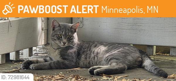 Found/Stray Male Cat last seen Lowry and Grand St NE, Minneapolis, MN 55418