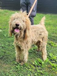 Shelter Stray Male Dog last seen Near Flanders Lane, HARWOOD, MD, 20776, 411 Maxwell Frye Rd, Millersville, MD 21108, USA