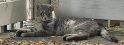 Found/Stray Male Cat last seen Lowry and Grand St NE, Minneapolis, MN 55418