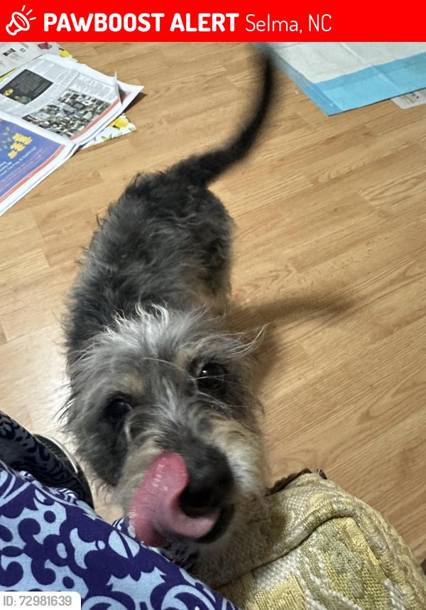 Lost Female Dog last seen 5 miles outside Selma , Selma, NC 27576