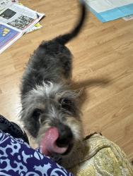 Lost Female Dog last seen 5 miles outside Selma , Selma, NC 27576