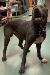 Shelter Stray Male Dog last seen Near Petfinder Lane, RALEIGH, NC, 27603, Raleigh, NC 27610