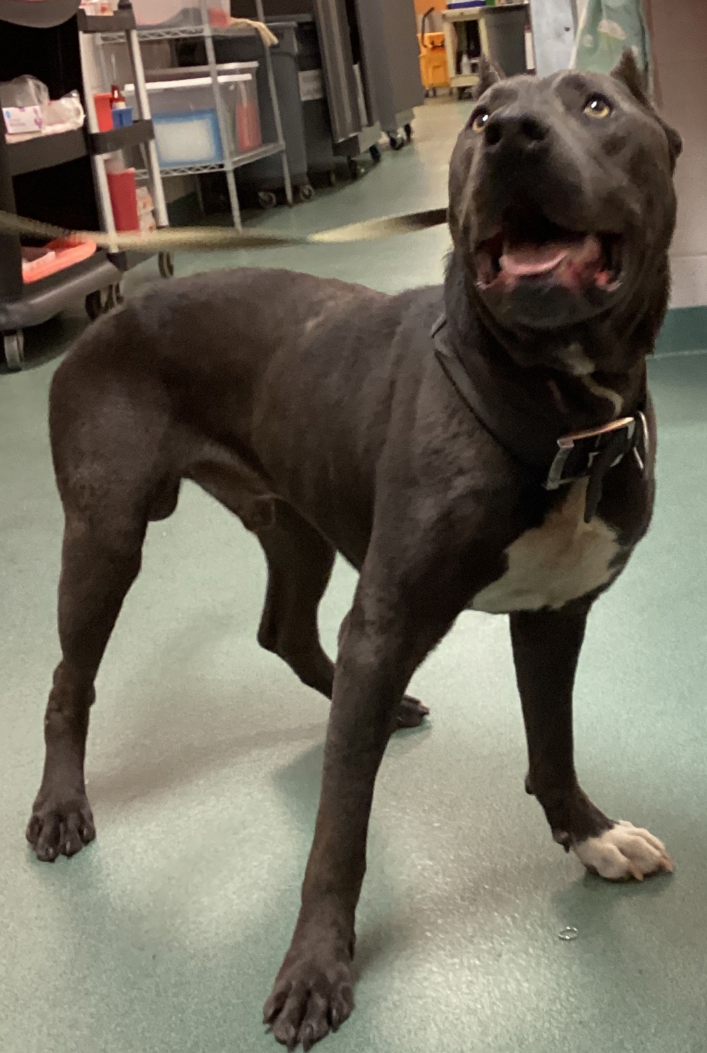 Shelter Stray Male Dog last seen Near Petfinder Lane, RALEIGH, NC, 27603, Raleigh, NC 27610