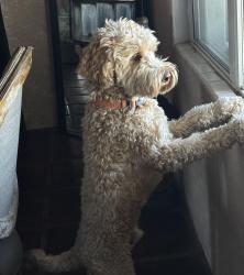Lost Male Dog last seen E. Old Spanish Trail and S. Gollob Road, Tucson East, Tucson, AZ 85710